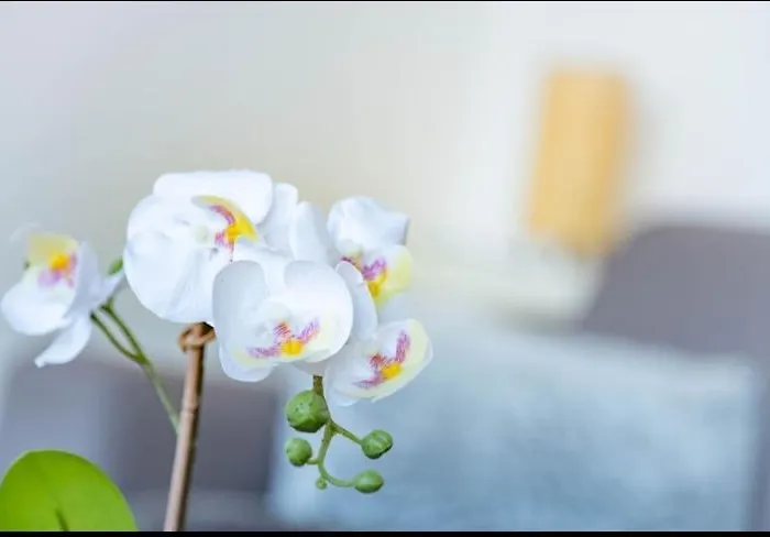 Apartamento La Terrasse - Proche Gare Et Centre - *